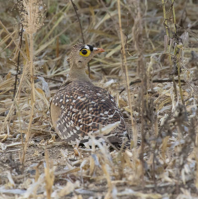 Sandgrouse